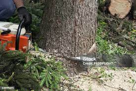How Our Tree Care Process Works  in  Palmyra, WI