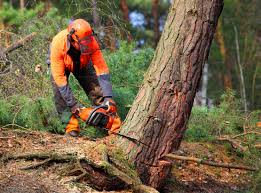 Best Tree Removal  in Palmyra, WI
