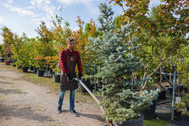 Best Root Management and Removal  in Palmyra, WI