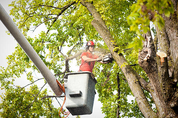 Best Tree Fertilization  in Palmyra, WI
